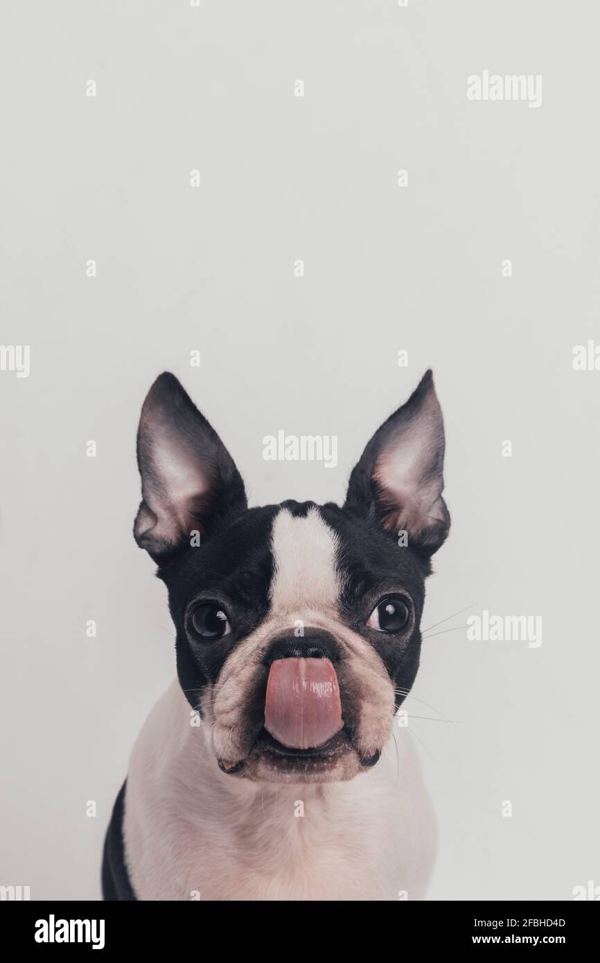 Cute Dog Sticking Out Tongue In Front Of White Background Stock Photo Alamy