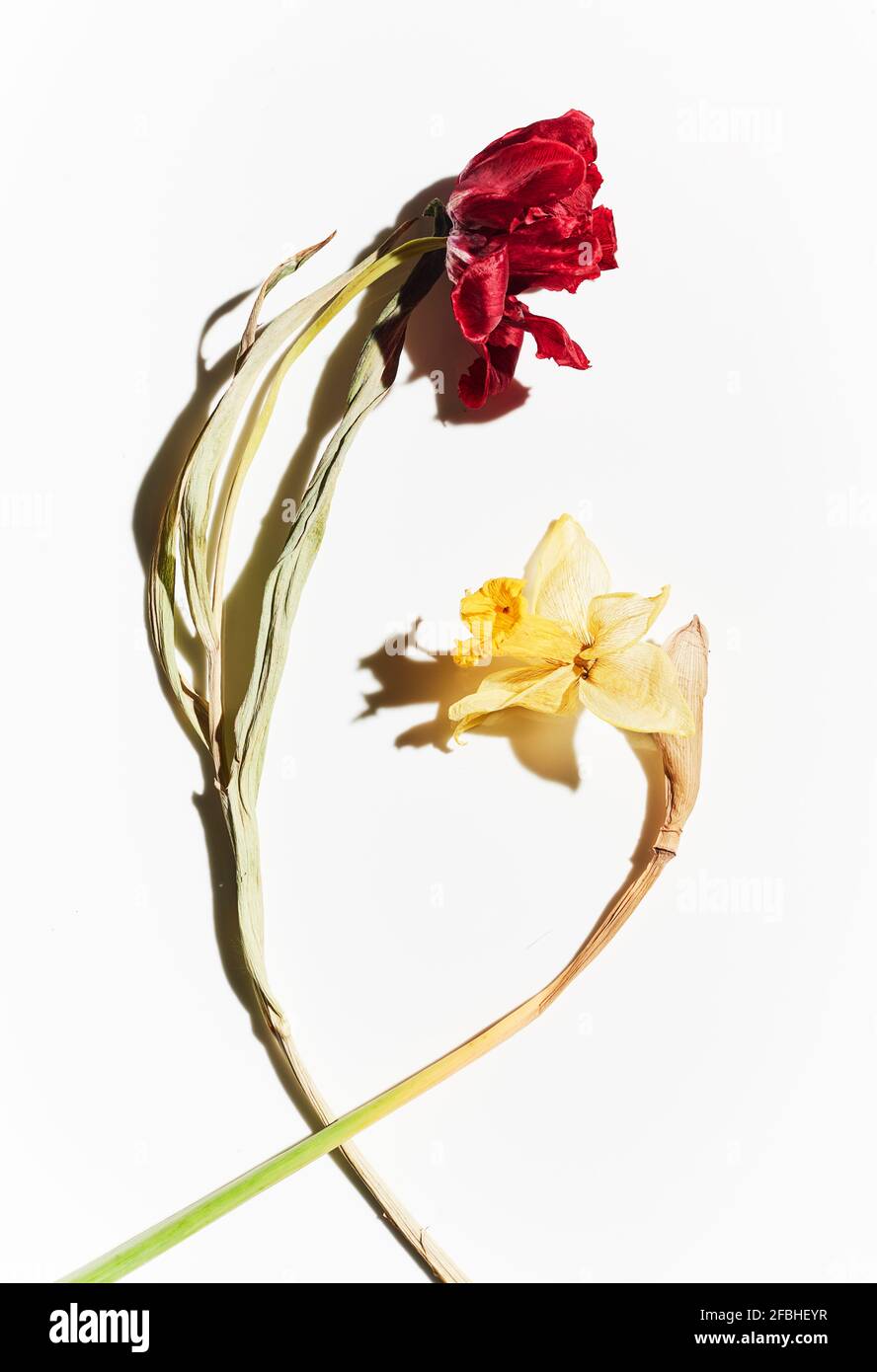 Studio shot of wilting tulip and daffodil Stock Photo