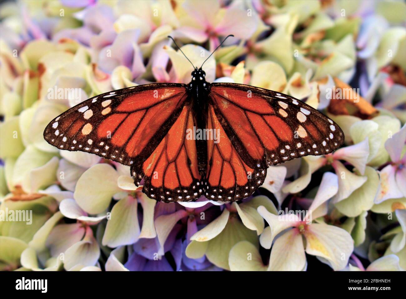 An old Monarch butterfly Stock Photo