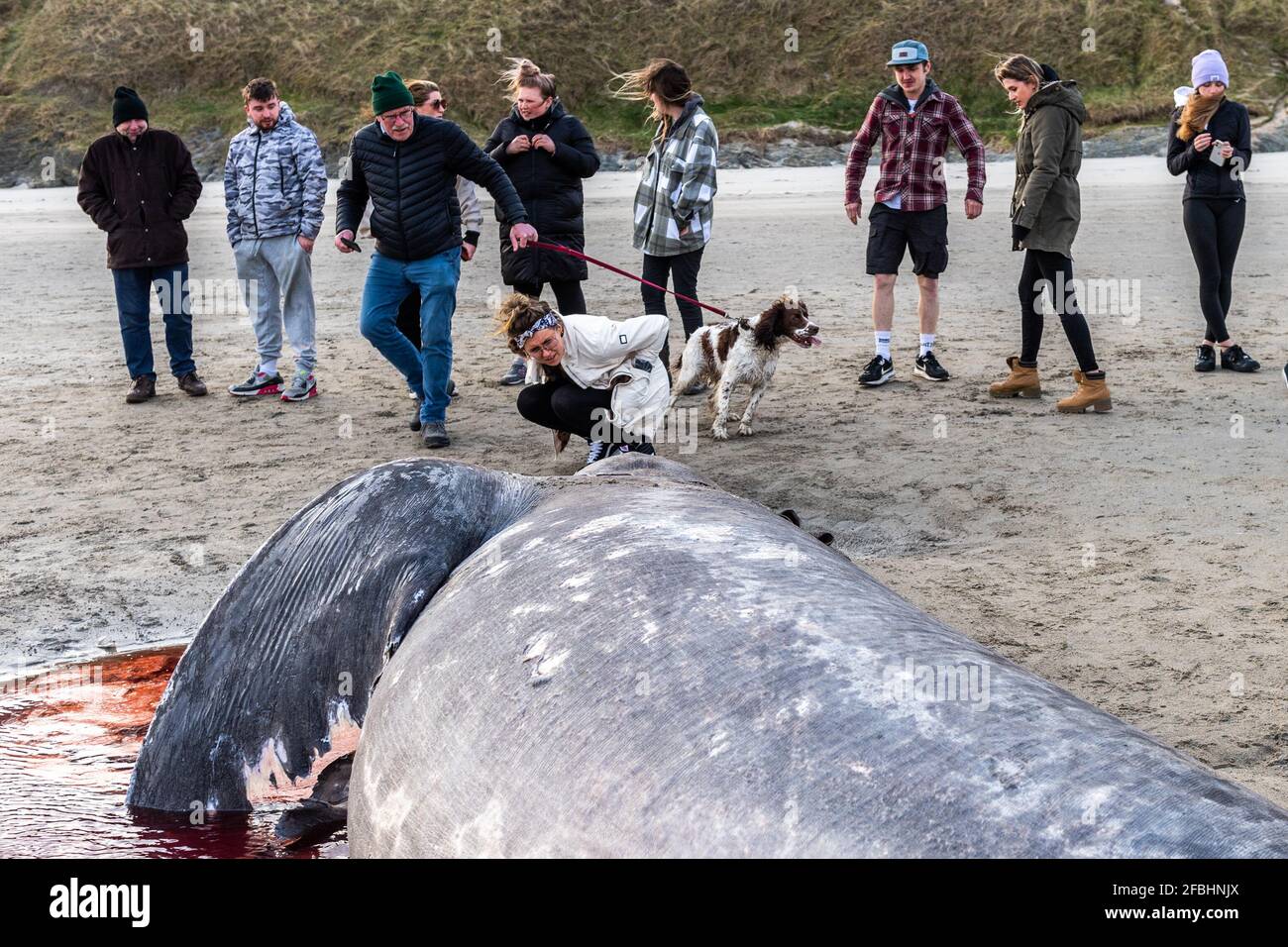 Basking Shark Ireland Hi res Stock Photography And Images Alamy basking-shark-ireland-hi-res-stock-photography-and-images-alamy