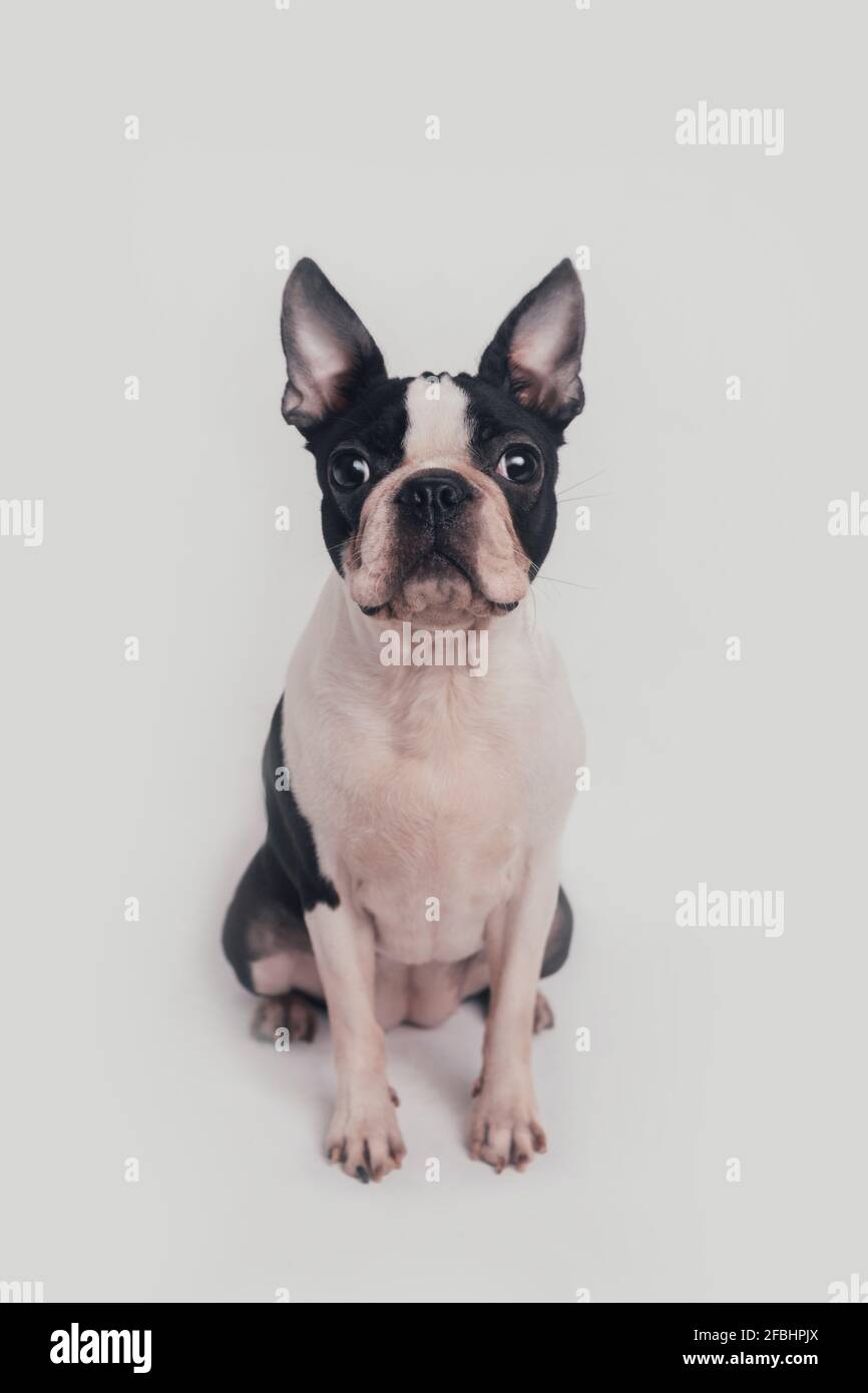 Boston terrier dog sitting in front of white background Stock Photo - Alamy