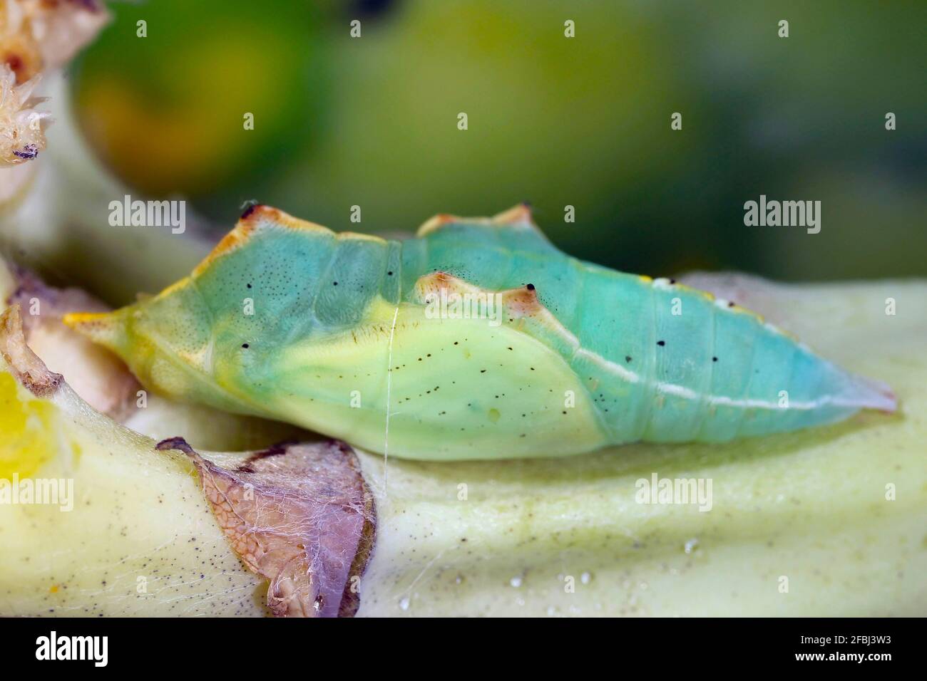 Pupa of Pieris rapae the small white or small cabbage white is a butterfly from family Pieridae. Stock Photo