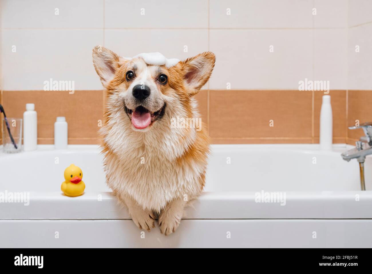Corgi bath sale