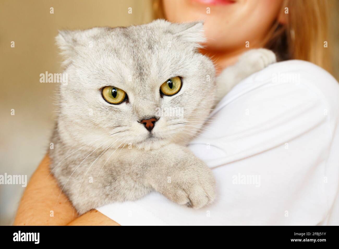 Young beautiful woman with long blond hair holding her grey scottish fold breed cat. Beautiful female pressing her lop-eared feline pet to chest. Clos Stock Photo