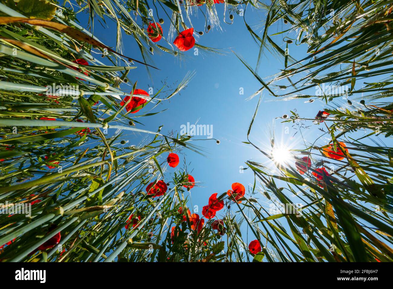 Worms eye view of poppies in a grain field, Bavaria, Germany Stock Photo