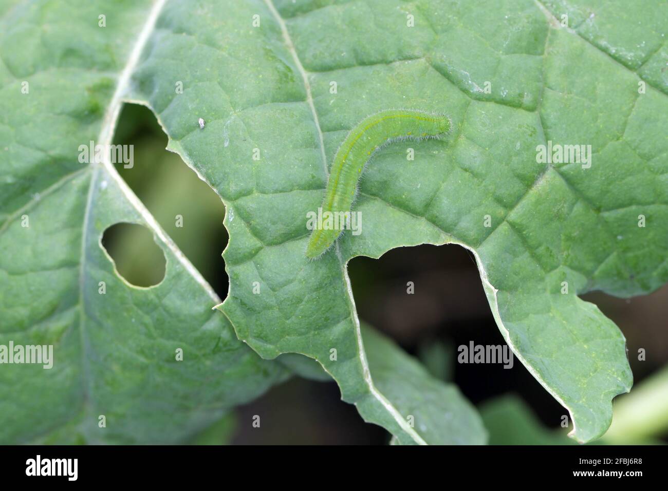 Caterpillar of the small white or small cabbage white (Pieris rapae) on damaged cabbage leaves. It is a serious pest to cabbage and others Stock Photo