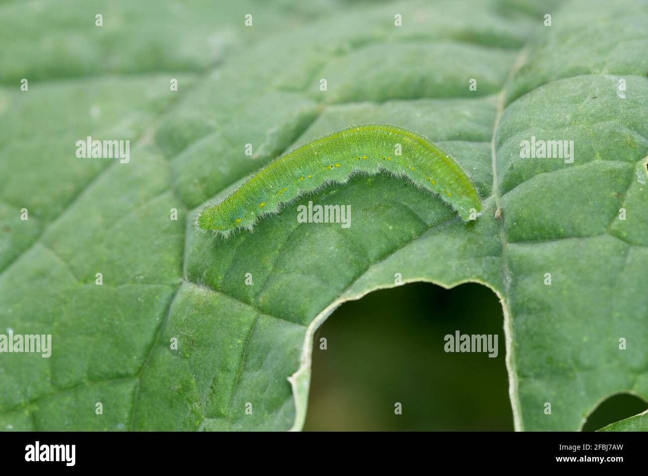 Caterpillar of the small white or small cabbage white (Pieris rapae) on damaged cabbage leaves. It is a serious pest to cabbage and others Stock Photo