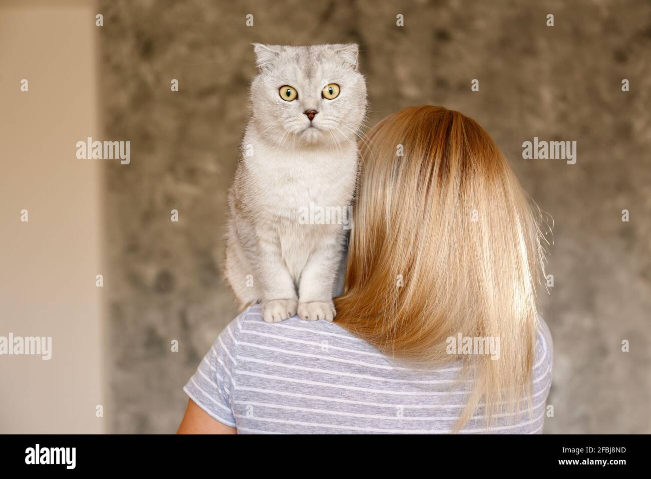 Portrait of cute scottish Fold breed cat with yellow eyes resting with its owner at home. Soft fluffy purebred lop-eared kitty sitting on young blond Stock Photo