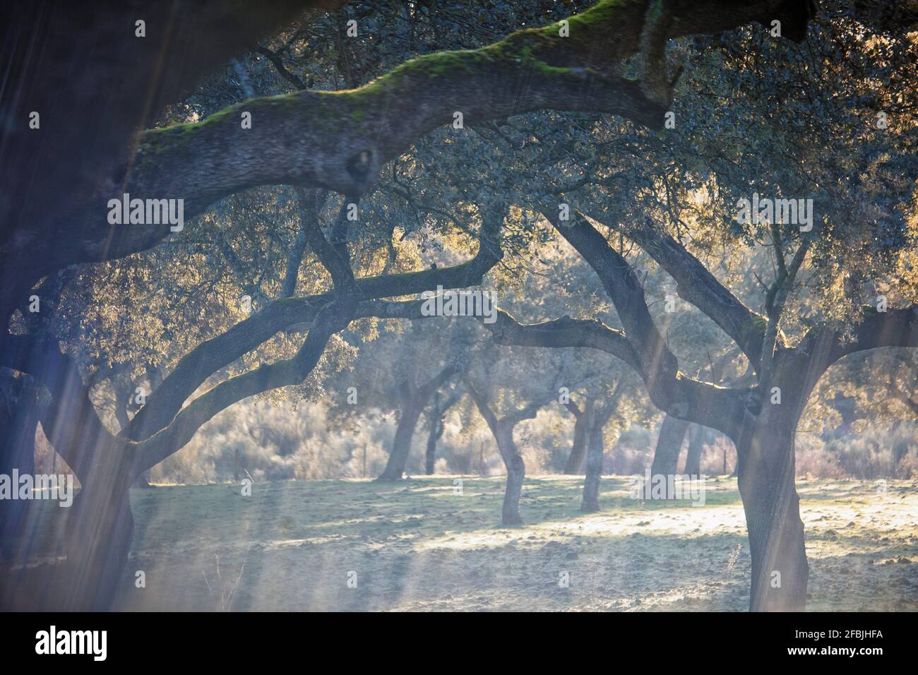 Oak trees illuminated by rays of sunlight Stock Photo