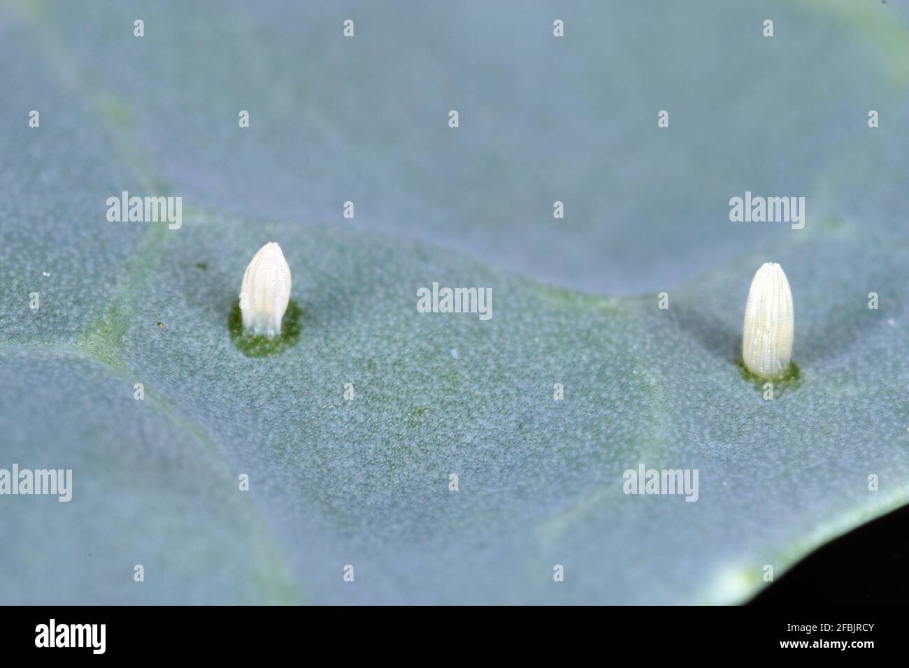 Cabbage white eggs cabbage hires stock photography and images Alamy