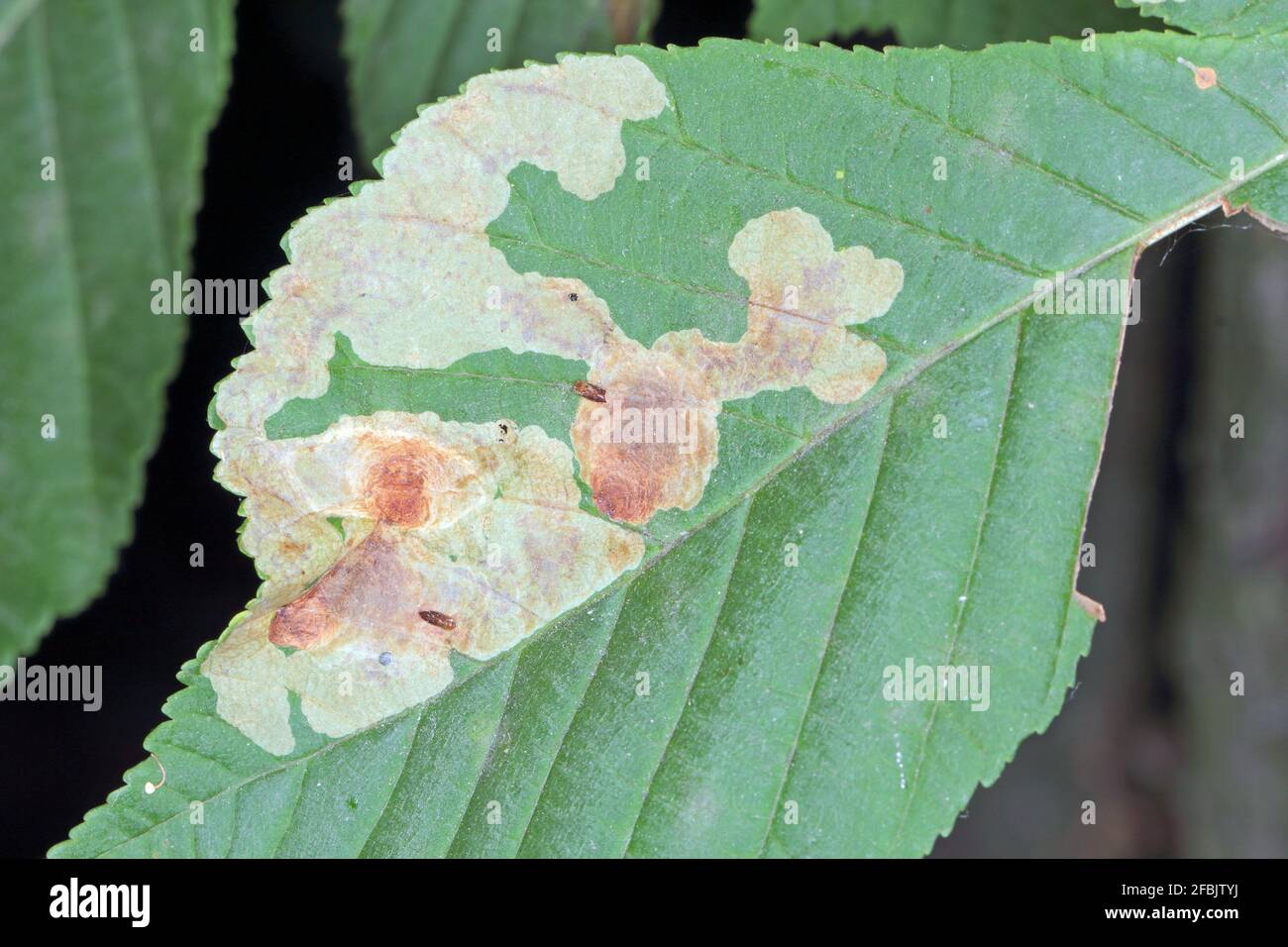 The horsechestnut leaf miner (Cameraria ohridella) is a leafmining moth of the Gracillariidae