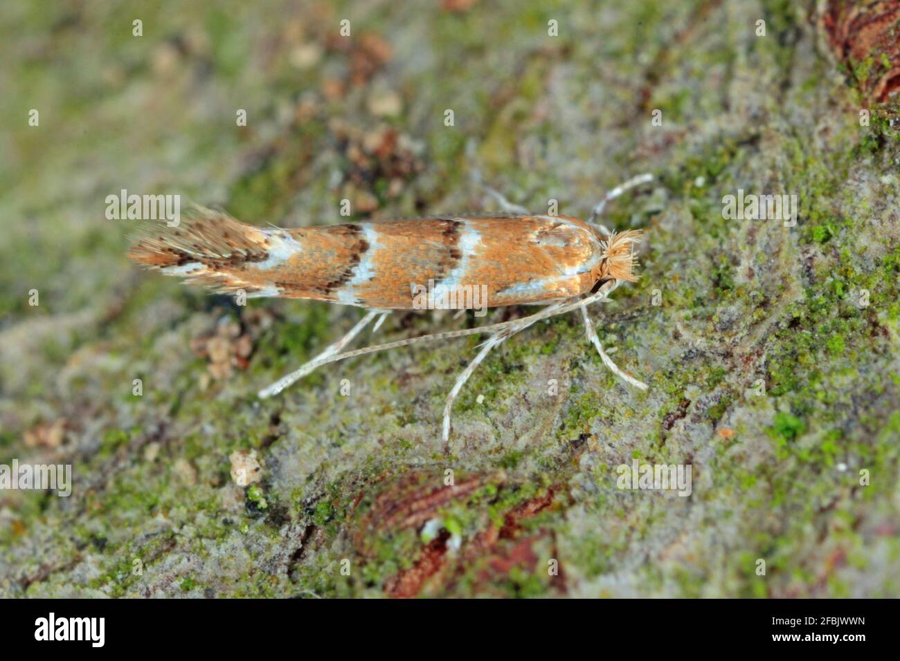 The horsechestnut leaf miner (Cameraria ohridella) is a leafmining moth of the Gracillariidae
