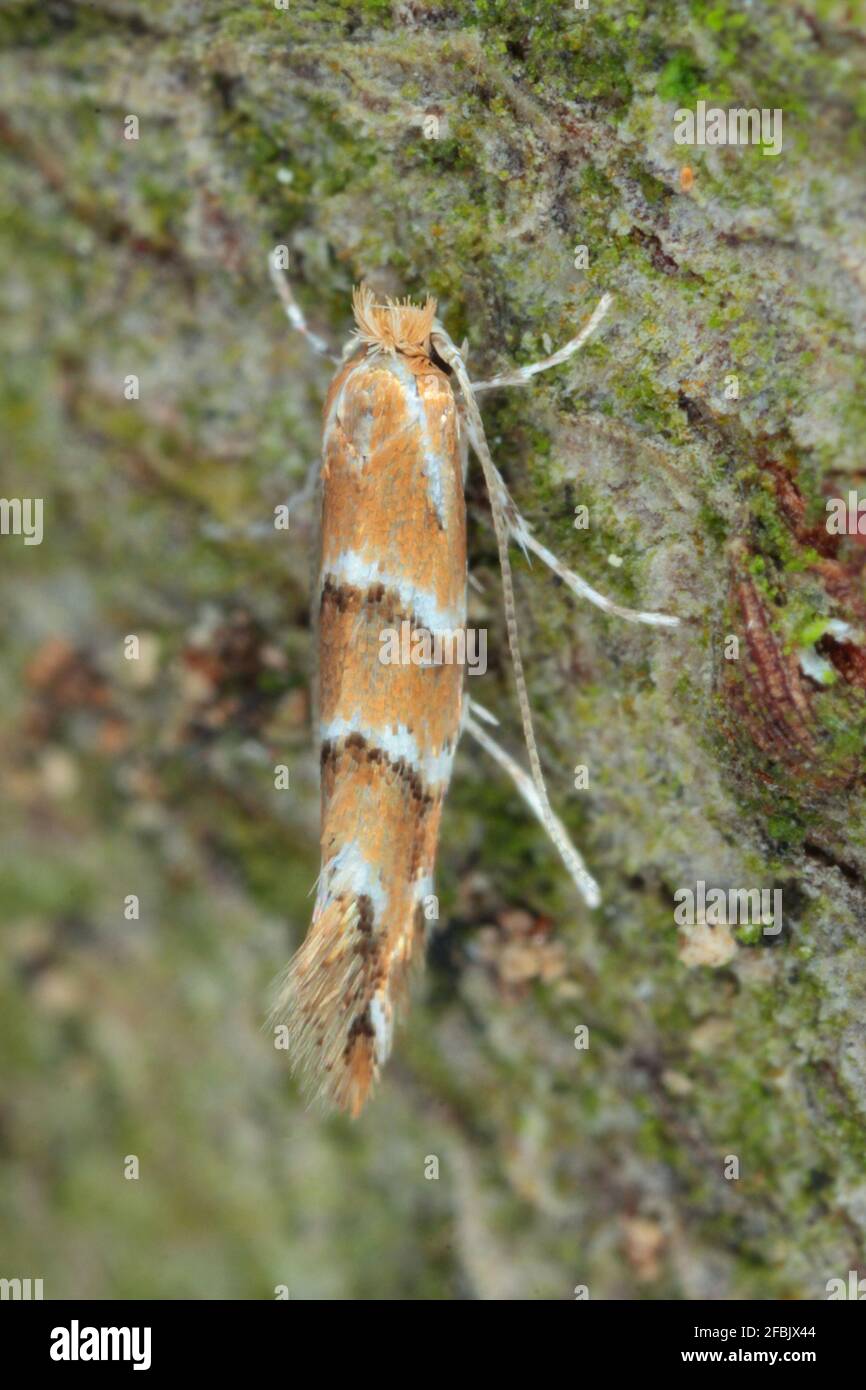 The horsechestnut leaf miner (Cameraria ohridella) is a leafmining moth of the Gracillariidae
