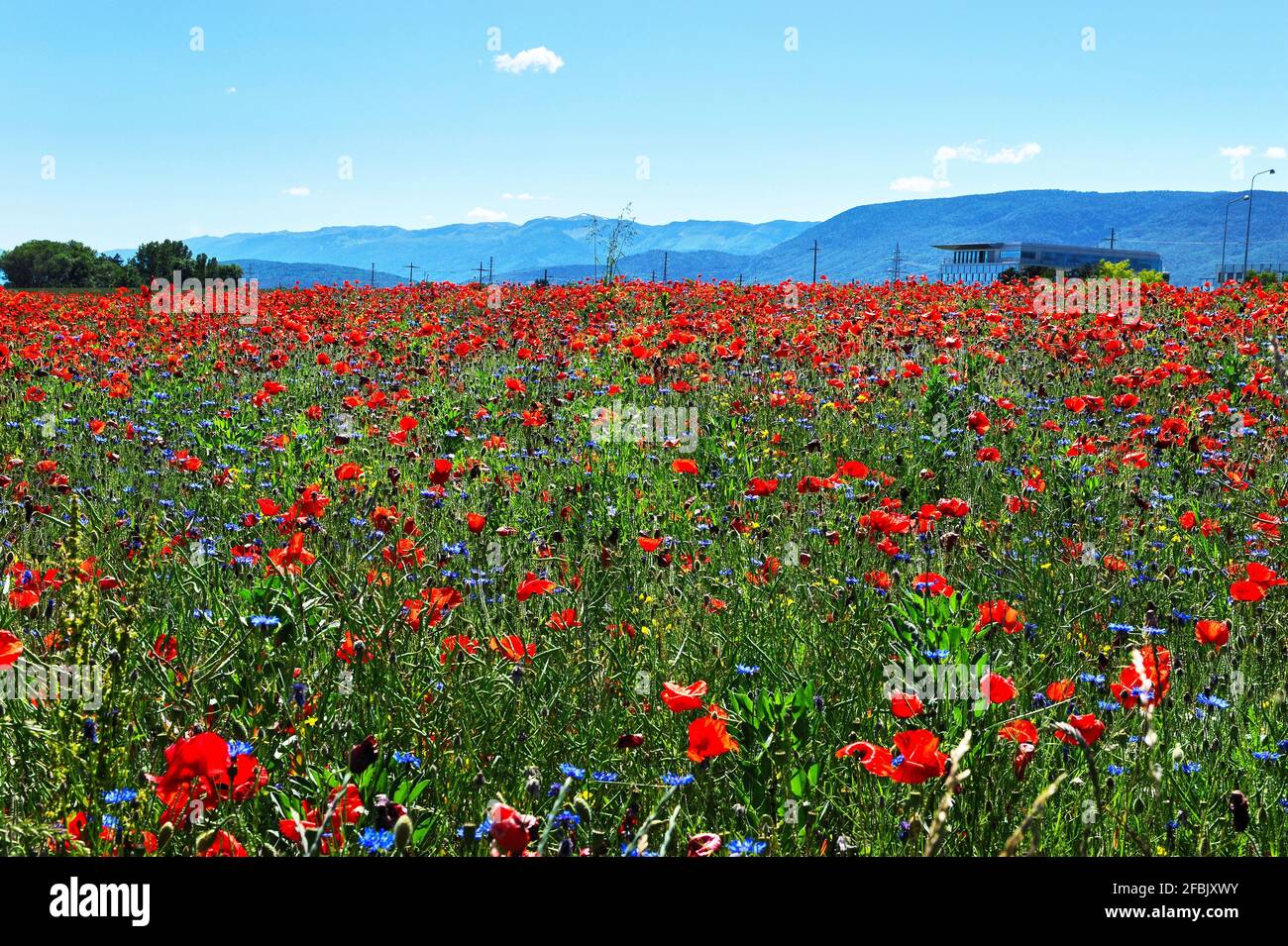 Poppies field in French countryside Stock Photo Alamy