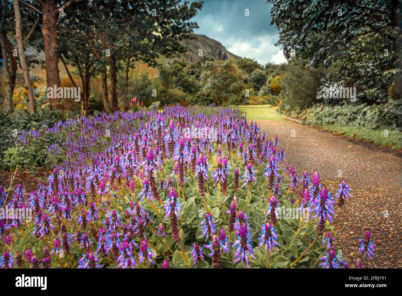 Beautiful View on a Path Dotted with Beautiful Purple Flowers. National Botanical Garden. South Africa. Stock Photo