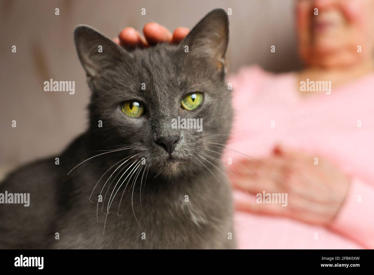 Old lady with cat hires stock photography and images Alamy