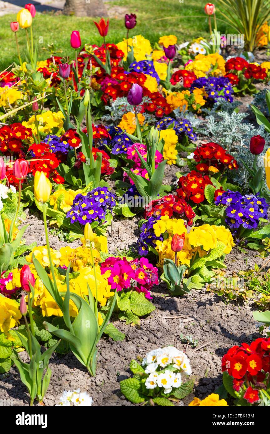 Summer display of bedding plants, uk Stock Photo Alamy
