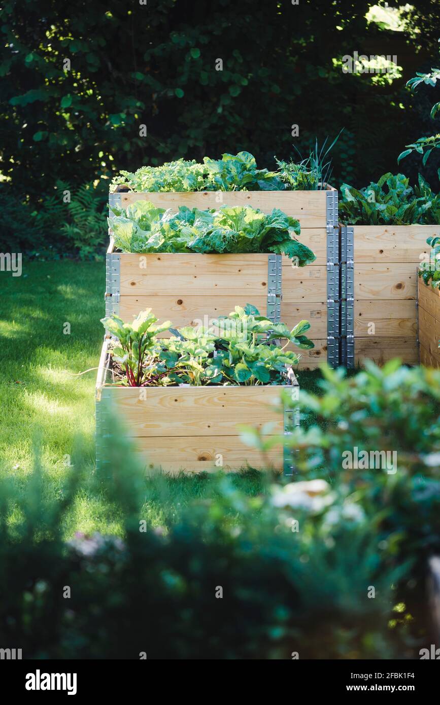 Raised beds with vegetables during summer Stock Photo