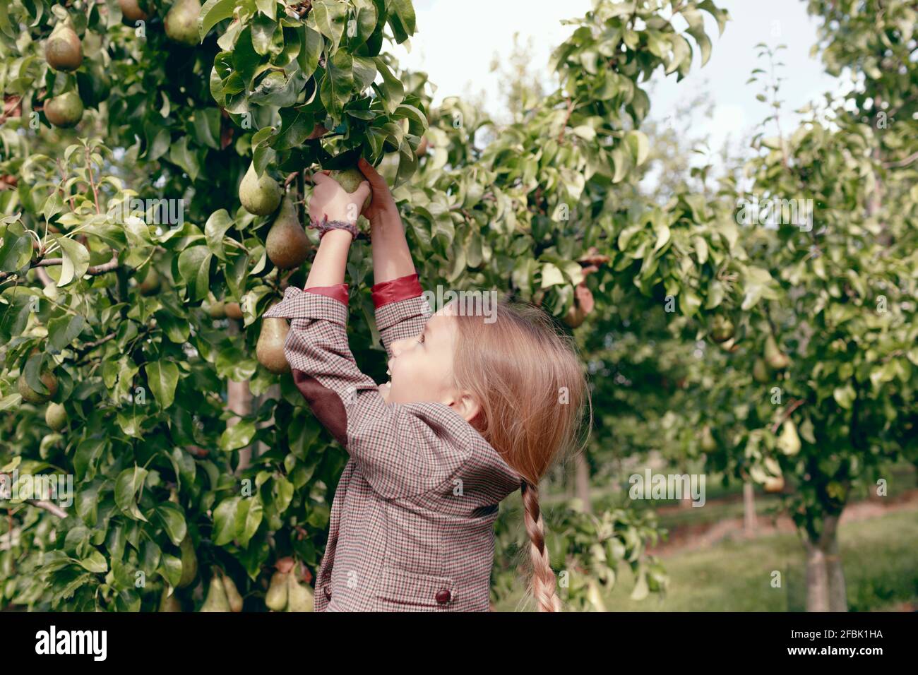 Picking fruit tree hires stock photography and images Alamy