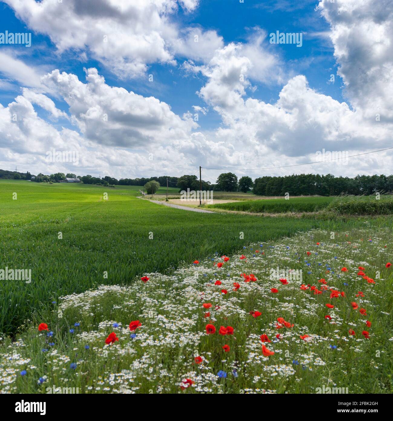 Flowers between grain fields near wuppertal hires stock photography