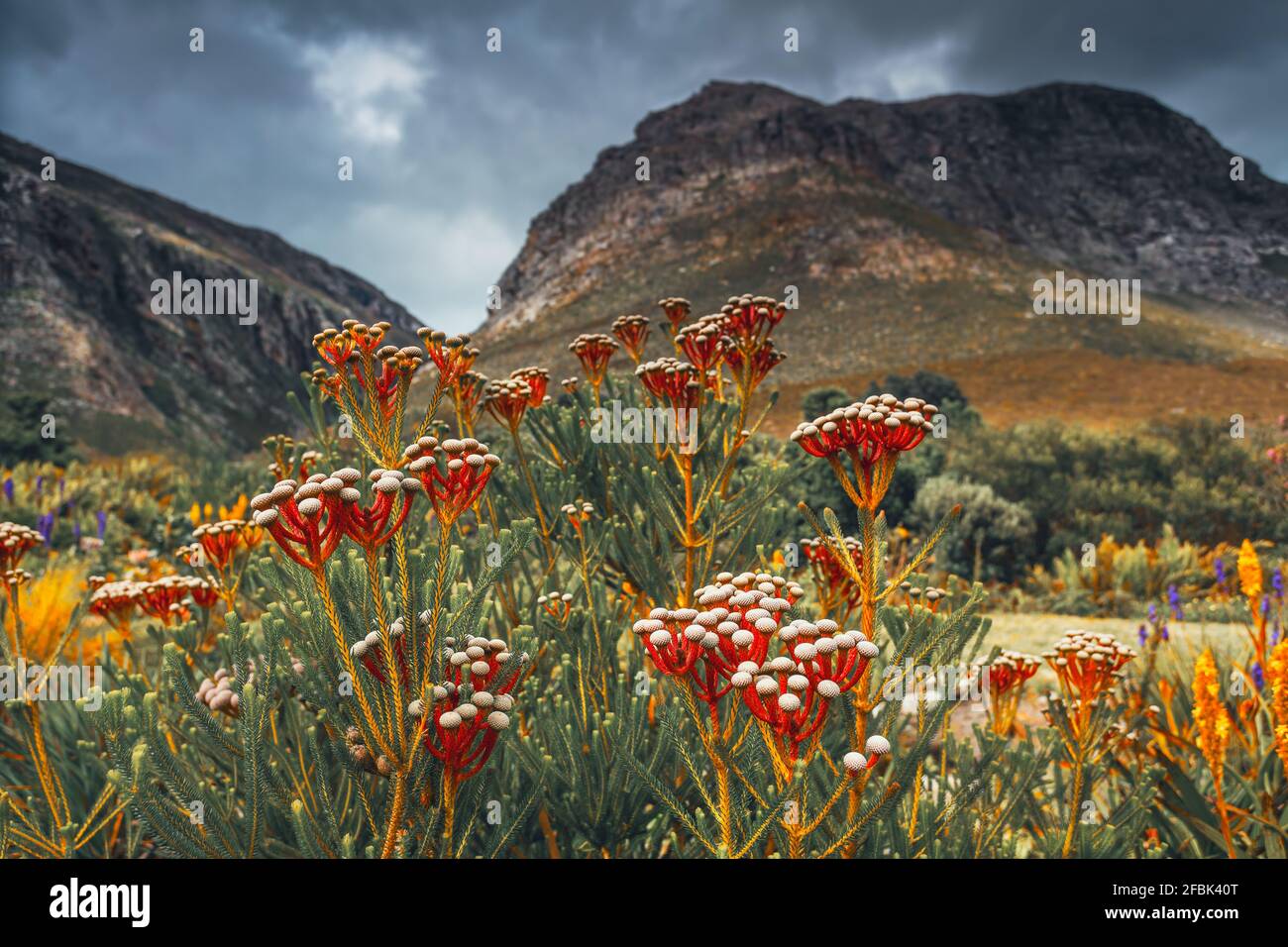 Beautiful Red Flowers of Coniferous Origin Against the Backdrop of Majestic Mountains. Harold Porter National Botanical Garden. South Africa. Stock Photo
