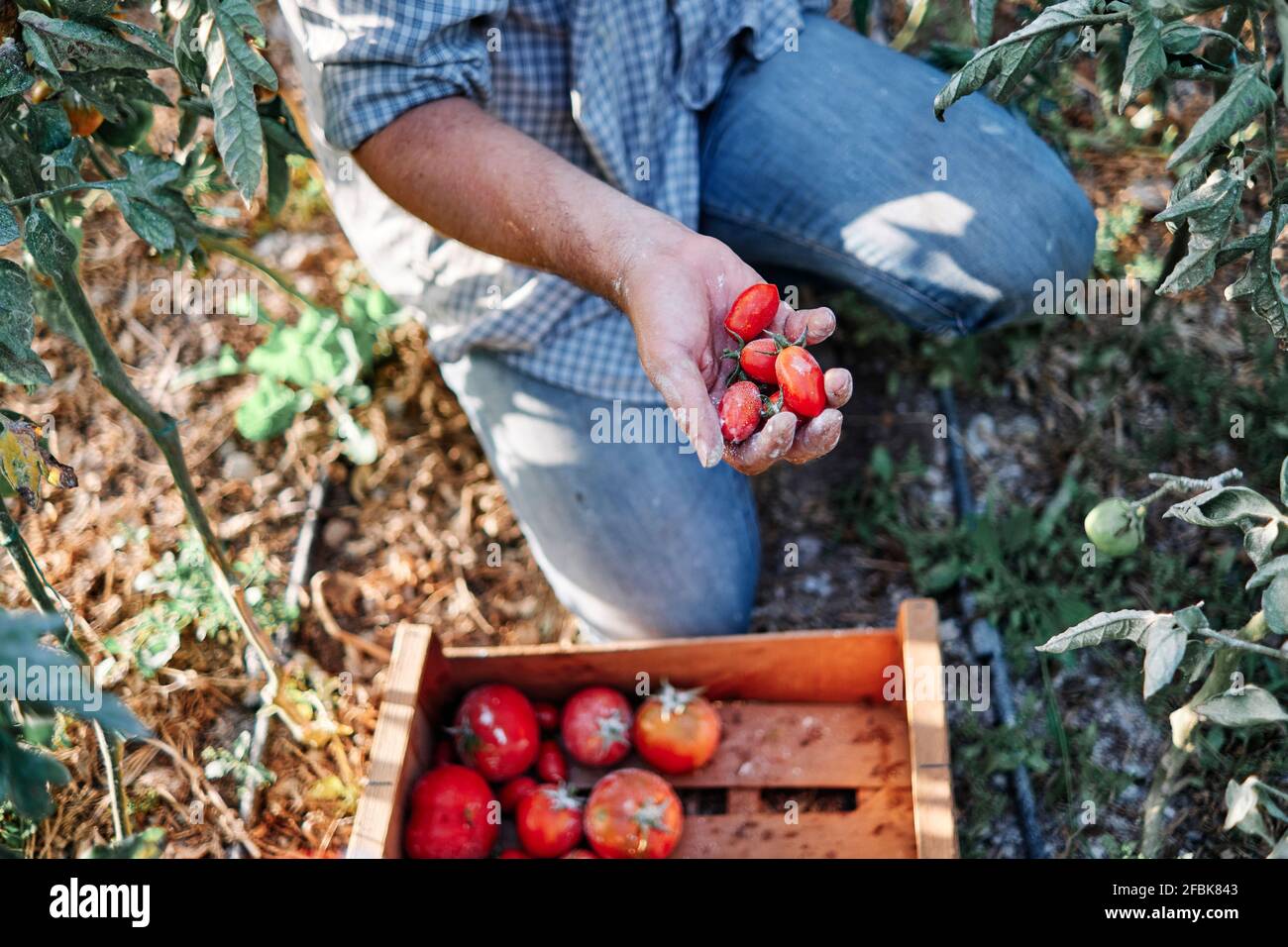 Farmer harvesting tomatoes in crate while working in farm Stock Photo ...