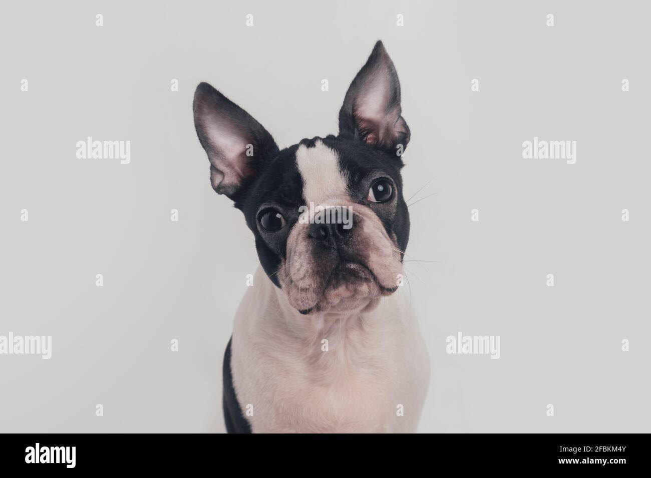 Boston terrier dog in front of white background Stock Photo - Alamy