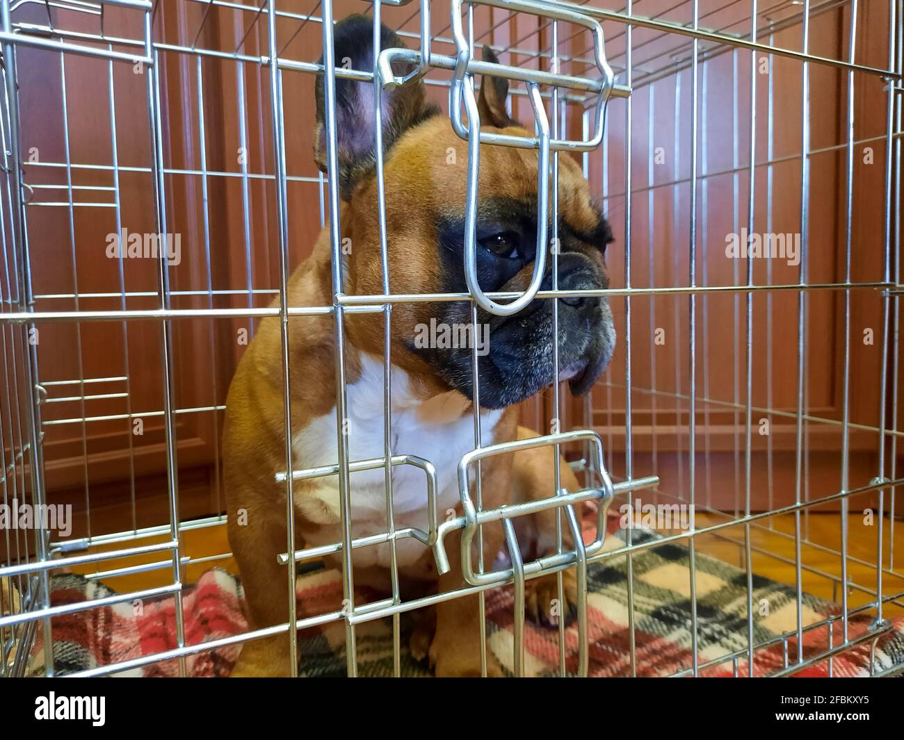 Fawn French Bulldog in a cage. The conservative treatment for spinal