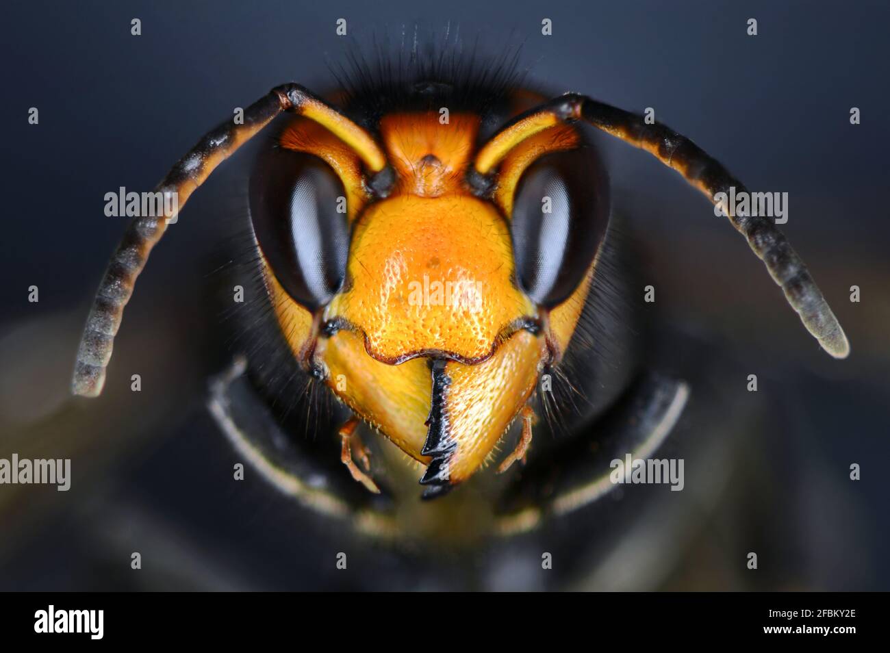 Close macro view of an  hornet head. Vespa velutina, also known as the yellow-legged hornet or Asian predatory wasp. Stock Photo
