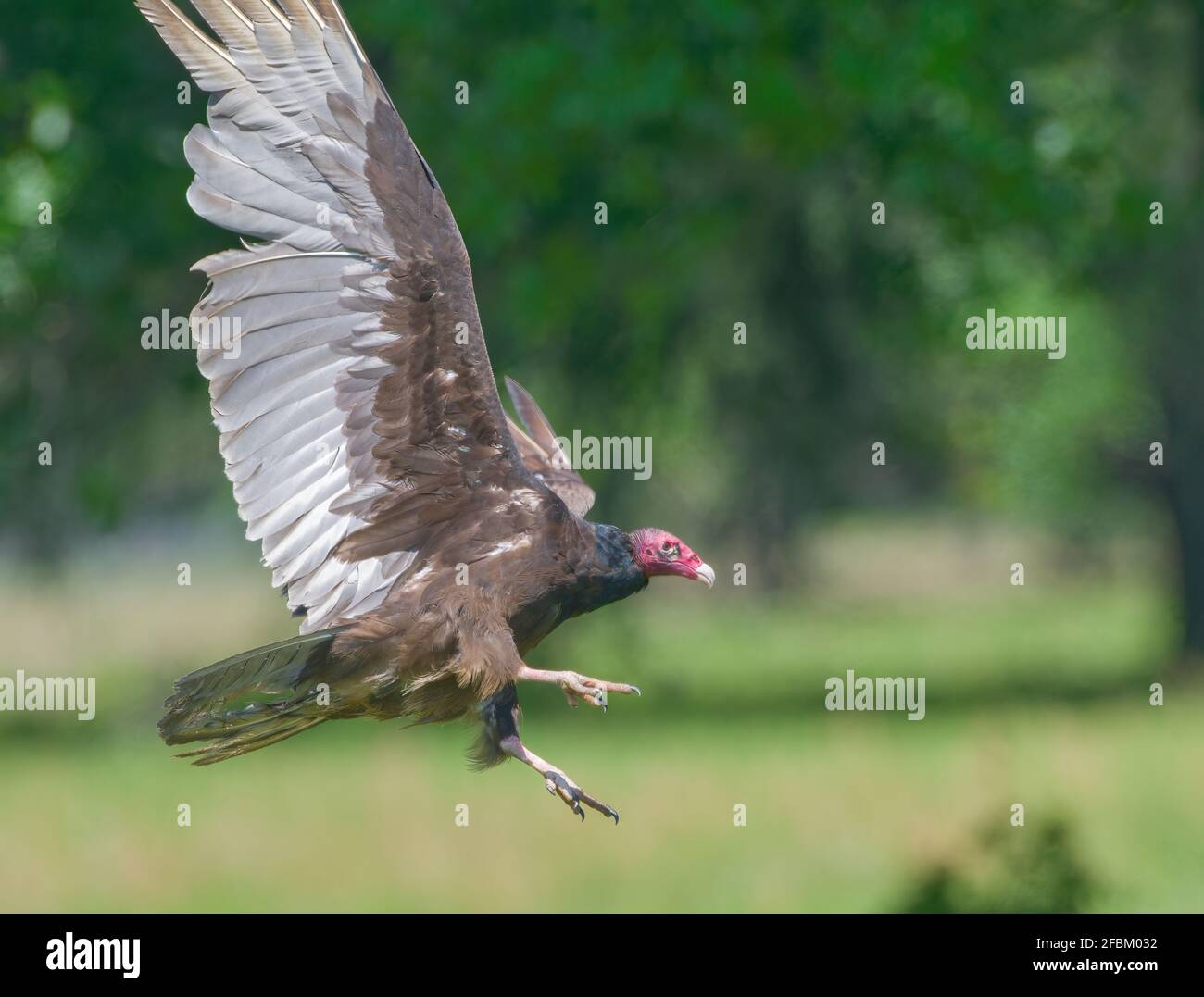 Black buzzard carrion crow hires stock photography and images Alamy