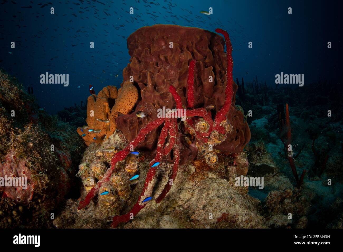 Tube sponges on the reef of the Caribbean island of Sint Maarten Stock Photo