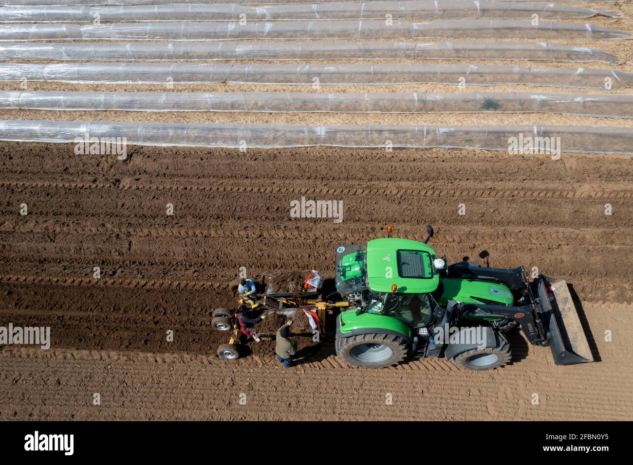 Asparagus farm, asparagus plant, is planted in a field, with a planting machine, after a good year the first asparagus grows out of the rhizome, up to Stock Photo