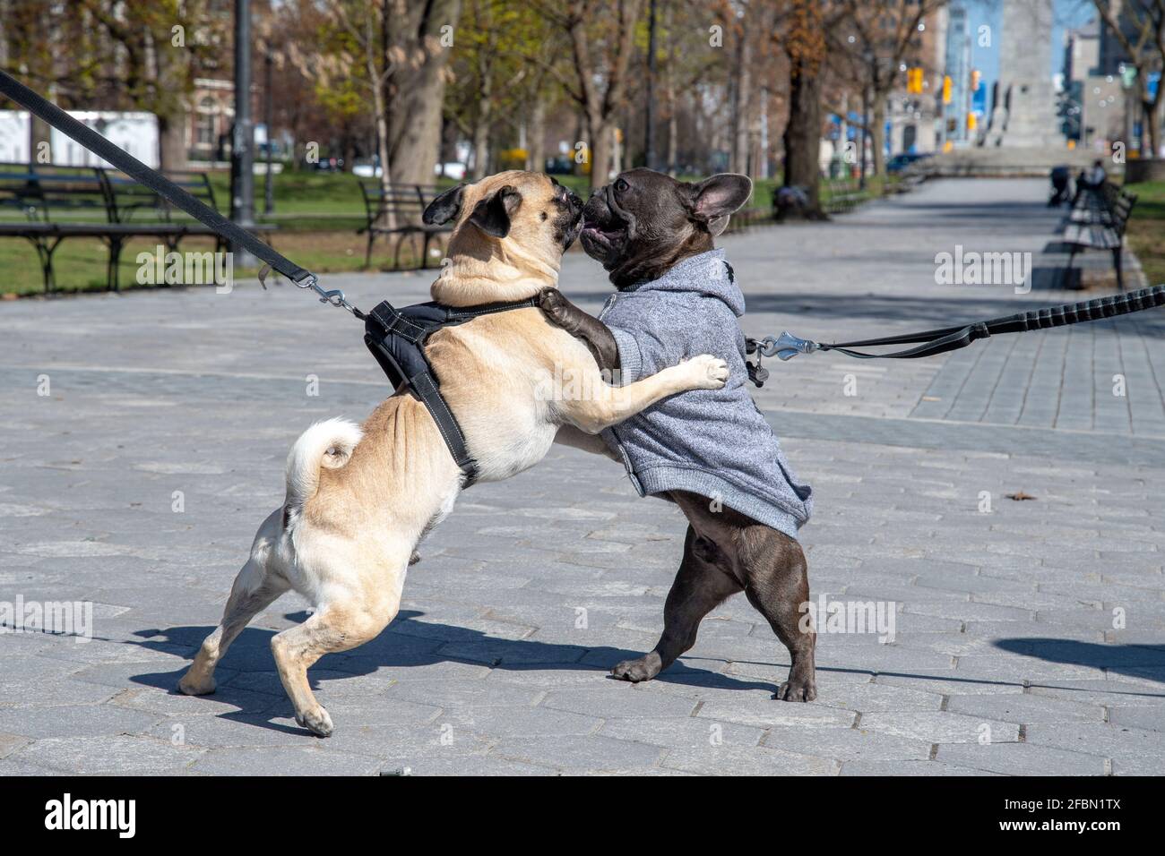 Adorable dog pets playing on an empty Queen's Park despite springtime. The reason is the Covid19 pandemic and the stay at home order by the government Stock Photo