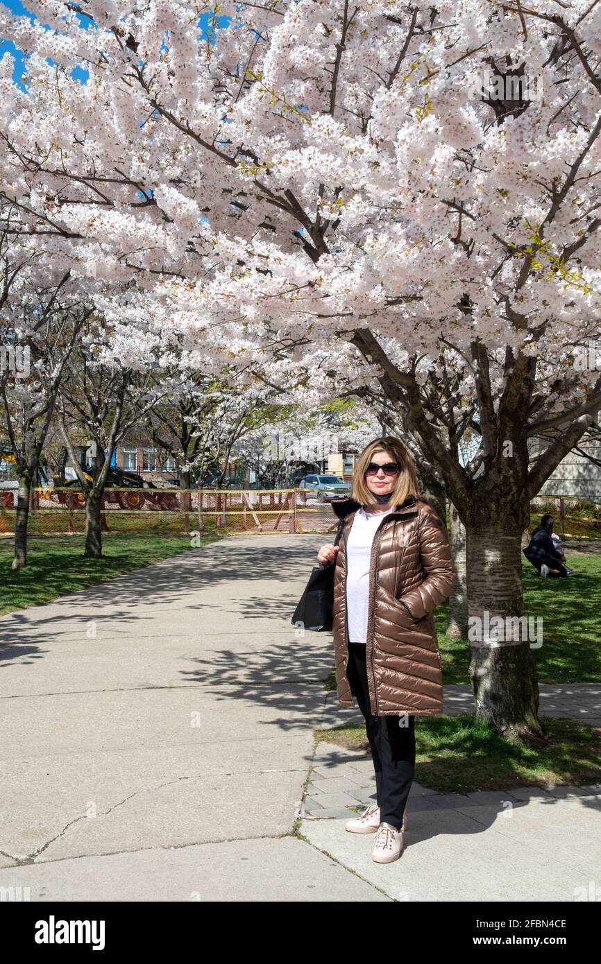 Portrait of a Latin American woman during the blossom of the Cherry trees which is a local tradition celebrated by many in the Canadian city.  It mark Stock Photo