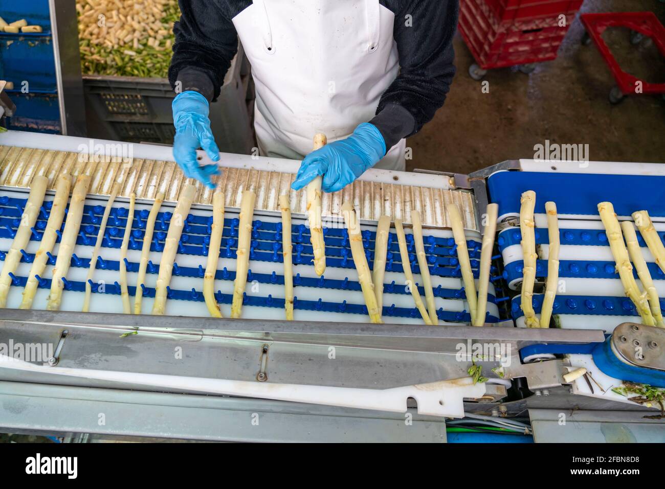 White asparagus germany hires stock photography and images Alamy