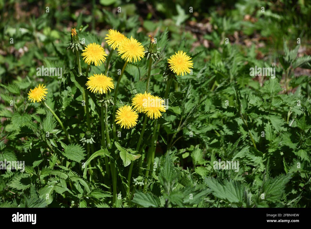 Löwenzahnpflanze - taraxacum - auf einer Frühlingswiese Stock Photo