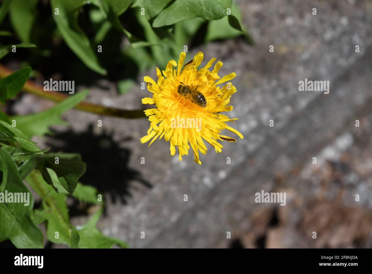 Honigbiene - Apis mellifera - labt sich an einer frisch geöffneten Löwenzahnblüte - taraxacum Stock Photo