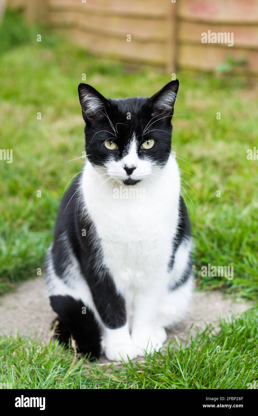 A male black-and-white British short-haired cat (Felis catus) sitting peacefully on a flat stepping stone in the garden Stock Photo