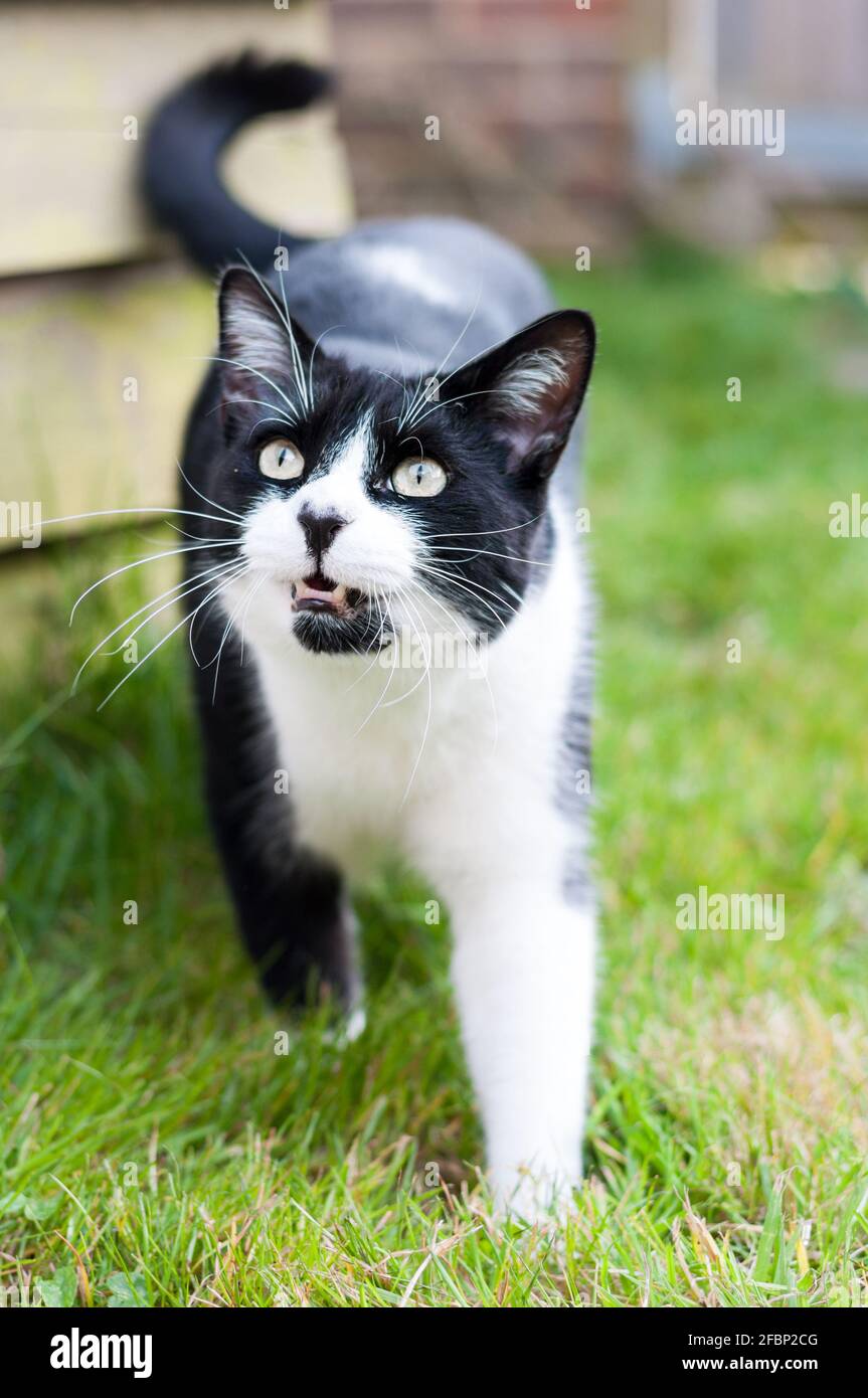 A male black and white British short-haired cat (Felis catus) hissing at a bird in the garden Stock Photo