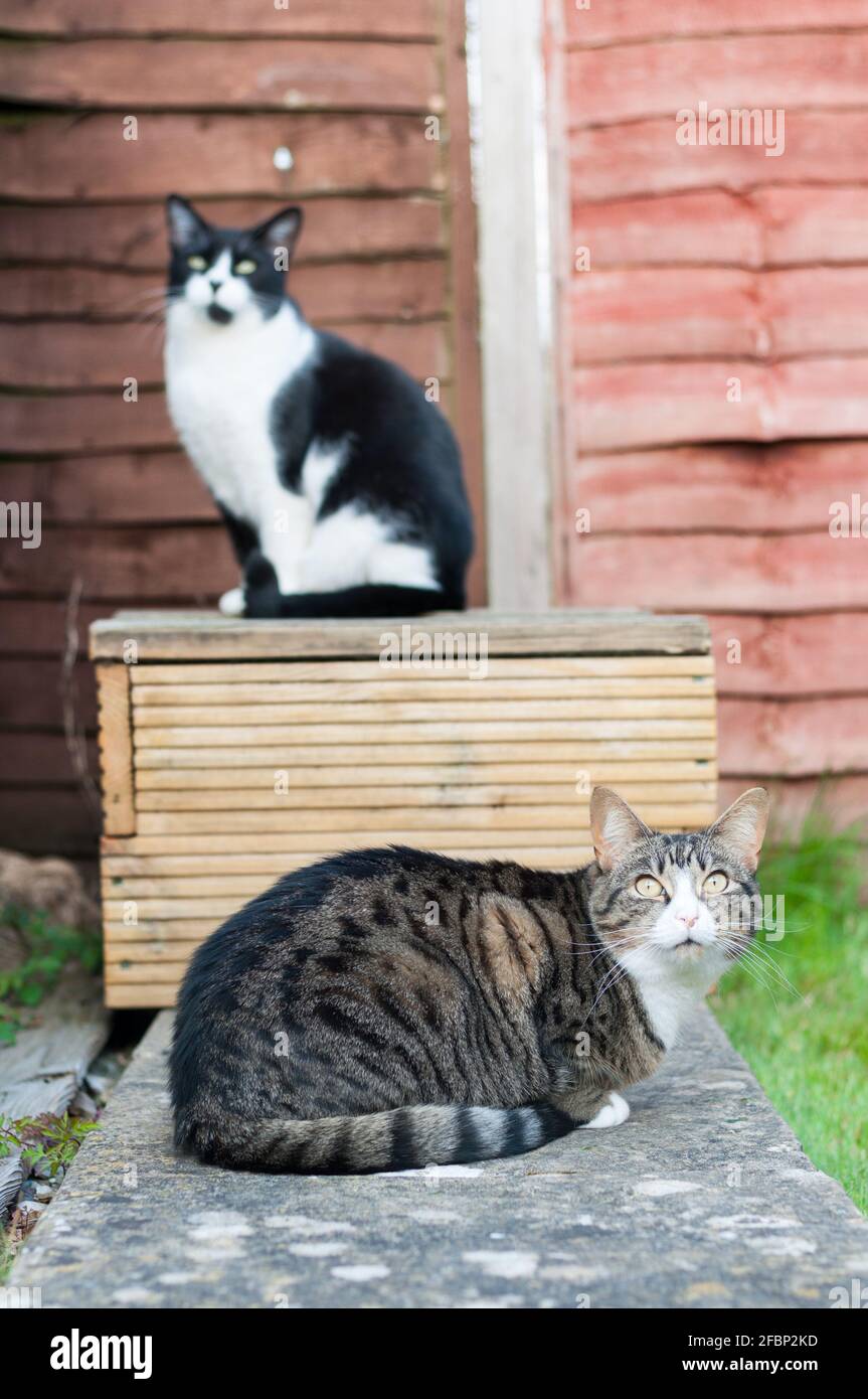 A female short-haired tabby cat (Felis catus) and a black-and-white cat sitting next to each other in a garden Stock Photo
