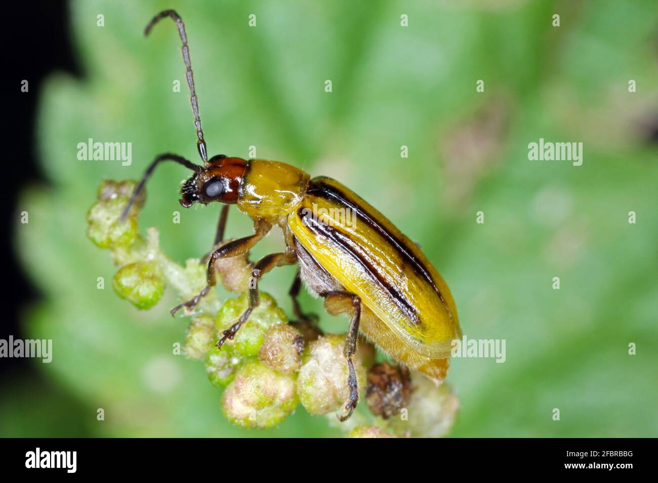 The Western corn rootworm Diabrotica virgifera virgifera is one of the most devastating corn