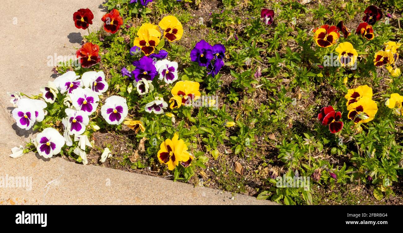 Red blotch pansy hires stock photography and images Alamy
