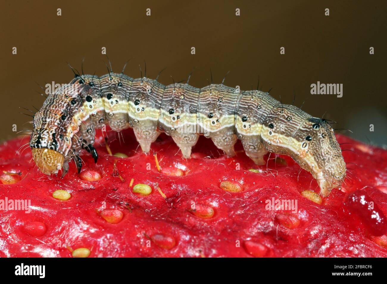 Caterpillar of the cotton bollworm, corn earworm or Old World (African