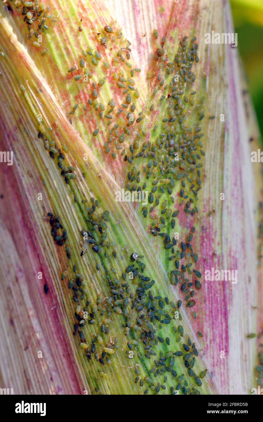 The Bird cherry-oat aphid (Rhopalosiphum padi) is an aphid in the ...