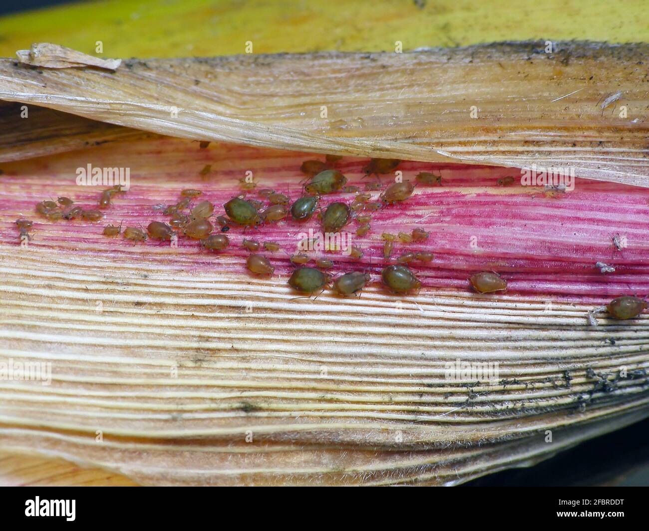 The Bird cherry-oat aphid (Rhopalosiphum padi) is an aphid in the ...