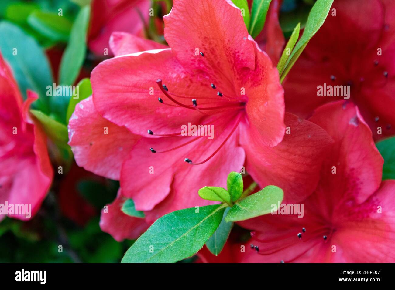 Azaleas bloom in the spring, their flowers often lasting several weeks. Shade tolerant, they prefer living grown in a garden. Stock Photo