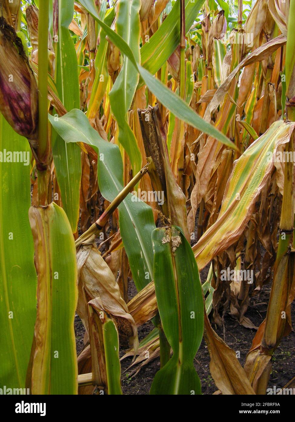 Plants damaged by the European corn borer or borer or highflyer