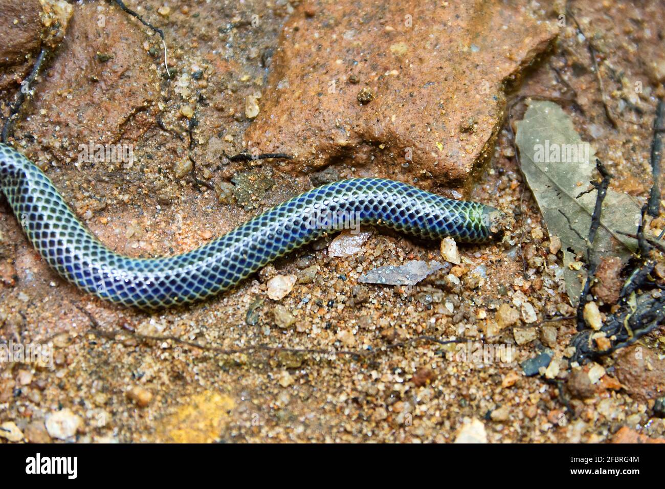Shield-tailed snakes (Uropeltidae) possibly Rhinophis philippinus, endemic. Tropical rain forest in Sri Lanka. Pay attention that tail of this snake i Stock Photo