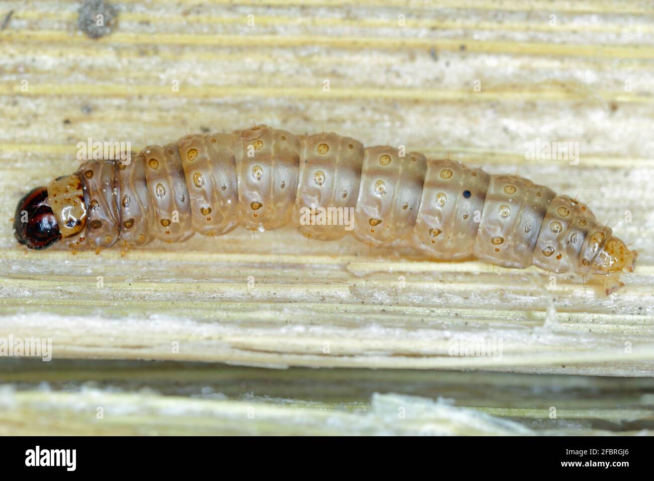 Caterpillar of The European corn borer or borer or high-flyer (Ostrinia nubilalis) on corn stalk. It is a moth of the family Crambidae. It is a one of Stock Photo