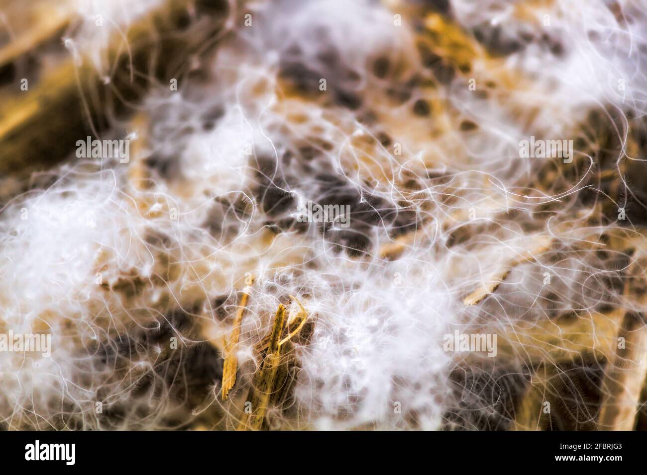 Famous Swan's down from North Europe nest. Macrostructure Stock Photo
